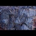 Ouarzazate, fossili