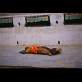 Valle di Kathmandu, Bodhnayh, monaco prostrato