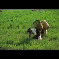 Valle di Kathmandu, Chandeswari, donne al lavoro