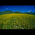 Castelluccio di Norcia, fioritura nel Piano Grande sullo sfondo Castelluccio di Norcia