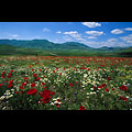 Castelluccio di Norcia, fioritura di papaveri e camomilla sui Peloni