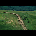Castelluccio di Norcia, gregge in movimento
