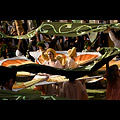 Assisi - Festa del Calendimaggio, rappresentazione della Parte de Sopra