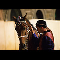 Siena - Palio, corteo storico, berbero e barbaresco dell'Istrice